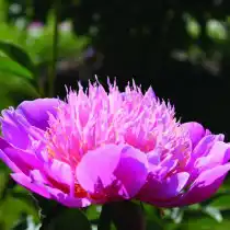Пион молочноцветковый "Лилак Тайм" (Paeonia lactiflora 'Lilac Time')