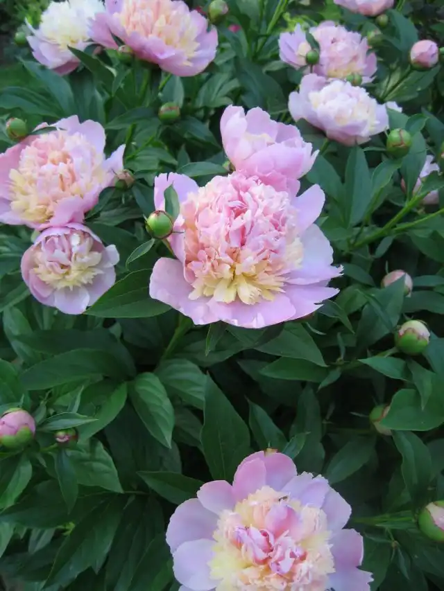 Пион молочноцветковый "Сорбет" (Paeonia lactiflora 'Sorbet')