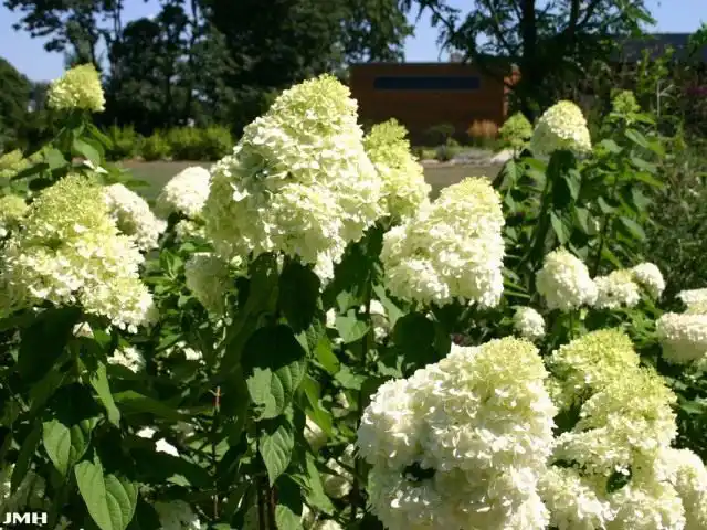 Гортензия метельчатая