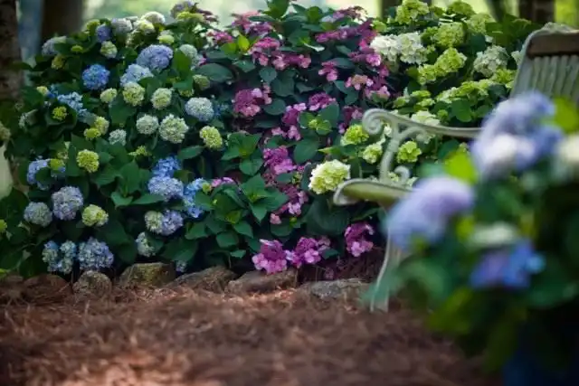 Уголок сада с гортензиями