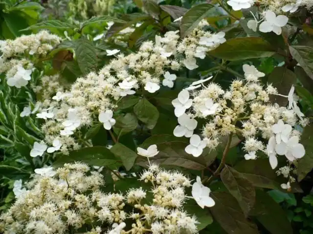 Гортензия Бретшнейдера (Hydrangea bretschneideri)