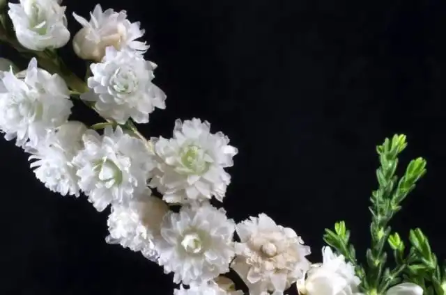 Чем позднее проводится обрезка, тем меньше у петуний остаётся времени для восстановления до холодов.