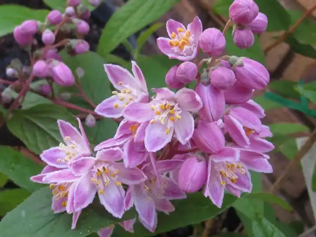 Дейция "Юки Черри Блоссом" (Deutzia 'Yuki Cherry Blossom')