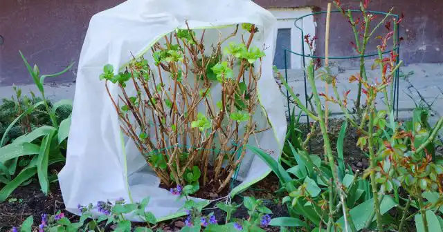 Начиная с марта, в сильные оттепели укрытия желательно периодически проветривать