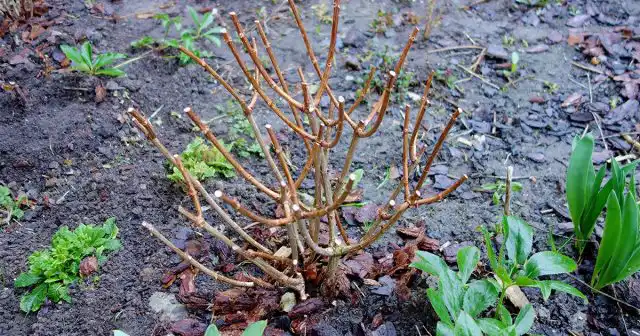 Важный момент – вся обрезка гортензий проводится до начала активного сокодвижения, то есть в конце марта или начале апреля