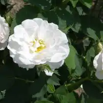 Роза «Альба Максима» ('Alba Maxima')