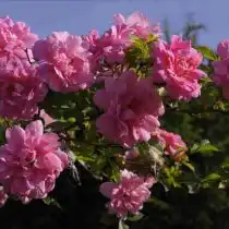 Роза «Ило» ('Ilo')