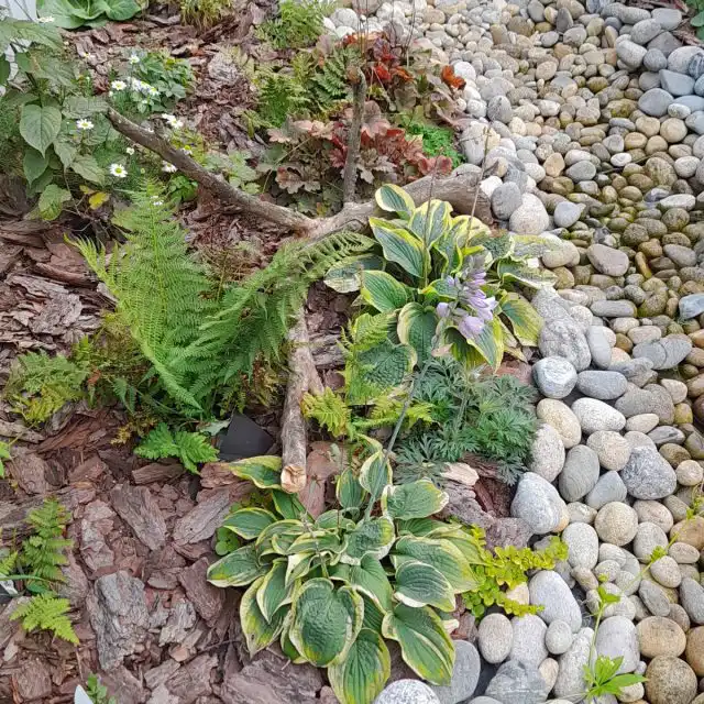 В природе возле ручья я наблюдала обилие папоротников и хвойных, и у своего посадила такие же растения