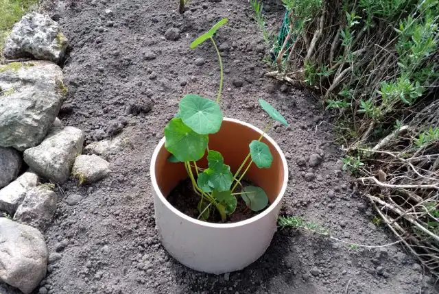 Обрезки труб надежно защищают молодую рассаду от повреждений ветром и притеняют невысокие растения от солнца