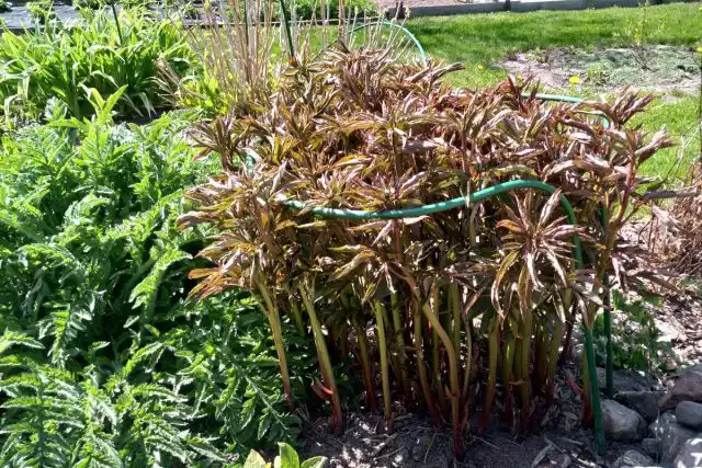 Садовые опоры необходимы для поддержки роз, маков, пионов и других раскидистых растений