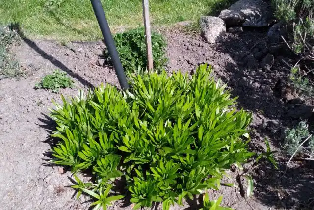 Стебли растений или куст целиком обвязывается вокруг веревкой и подвязывается петлей в форме восьмерки к опоре