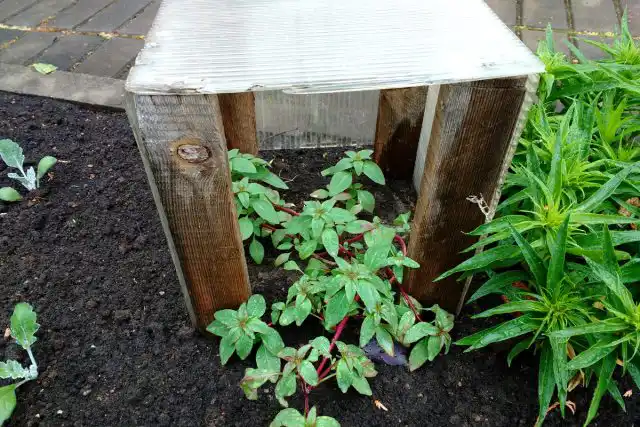 Самодельные ящики из поликарбоната обеспечивают защиту растений от ветра, холода, предохраняют от вымокания