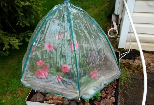 Садовые складные зонты — классная штука и универсальная защита рассады и цветов на протяжении всего сезона