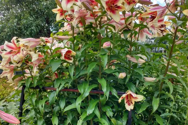 Сложные металлические опоры при желании можно изготовить самим, если вы или ваши знакомые владеют сваркой