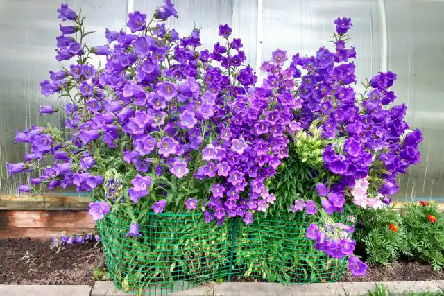 Пластиковая сетка сохранит компактность цветов, не даст им развалиться от дождя или растрепаться от ветра