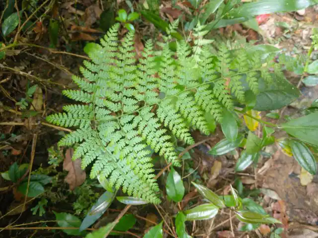 Сорусы у деннштедтии Вильфорда (Dennstaedtia wilfordii) начинают развиваться по краям листоподобных пластинок