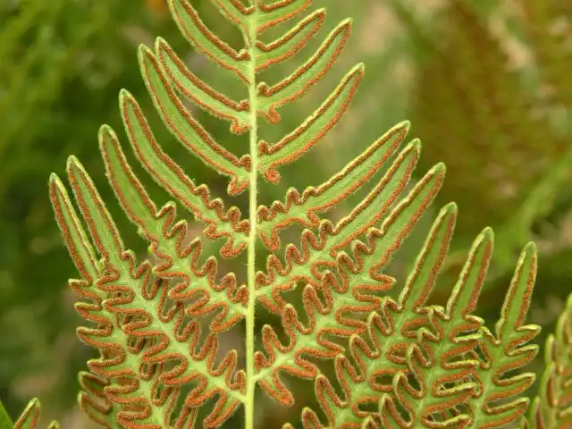 Сорусы орляка обыкновенного (Pteridium aquilinum) красиво ровными валиками окаймляют вайи по контуру листовых пластинок
