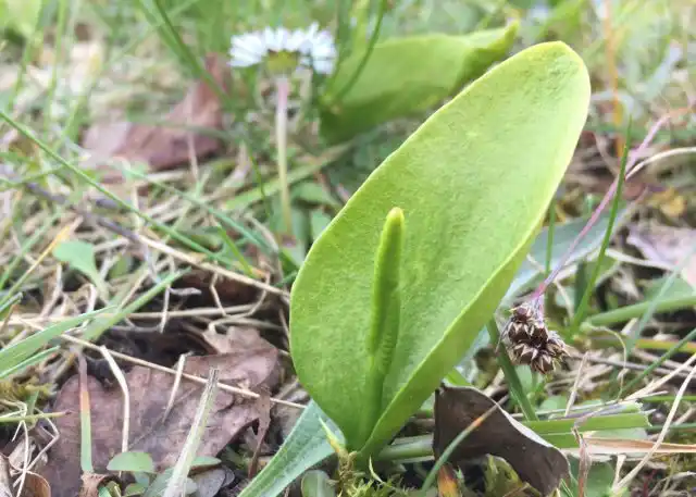 Ужовник же вообще напоминает соцветие антуриума, только с зелёным покрывалом (стерильная часть вайи) и очень длинным зелёным початком (спороносная часть) с бусинками