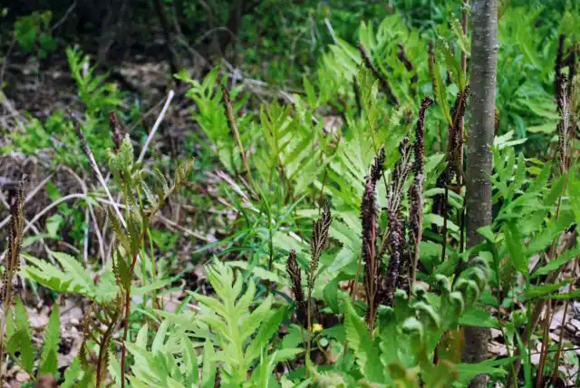Название "бисерный папоротник" оноклея получила за фертильные (плодоносные) побеги, усыпанные шариками - вместилищами спор