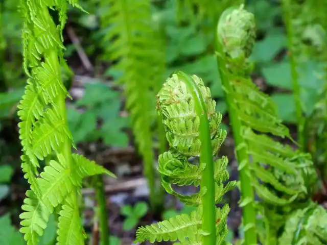 Внутри страусника обыкновенного образуется воронка, по центру которой в конце июля вырастают спороносные оливкового цвета побеги, похожие на свёрнутые перья
