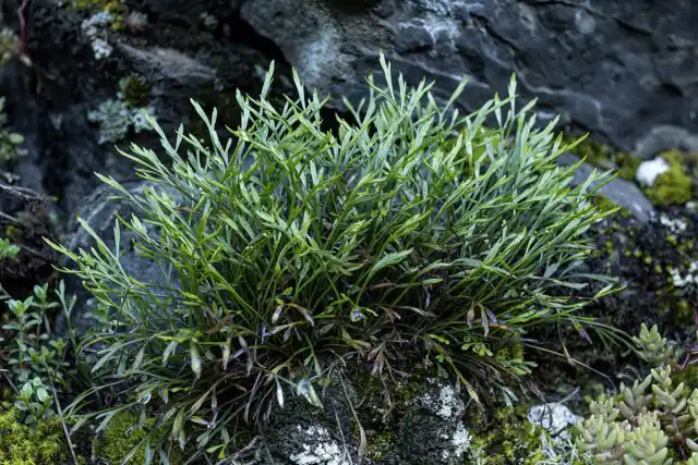 У асплениума сорусы параллельными «палочками» располагаются вдоль жилок и прикрыты специальными плёнчатыми покрывальцами