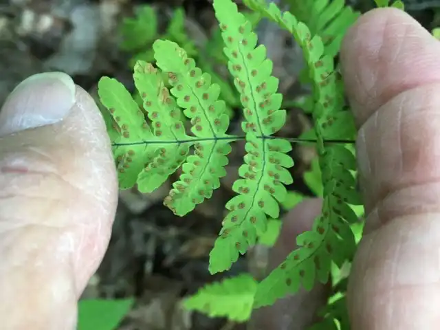 Голокучник обыкновенный (Gymnocarpium dryopteris) покрывальцами и шерстинками свои сорусы не балует. Они у него на обратной стороне вай располагаются параллельно жилкам
