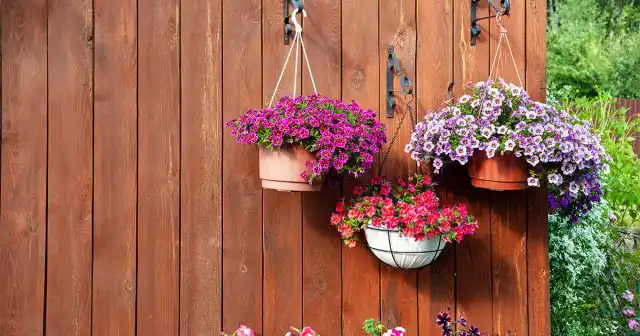 Если вас не пугает долгий период выращивания рассады, то калибрахоа – прекрасный вариант для кашпо