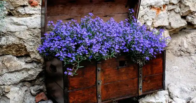 Ампельные и каскадные сорта лобелии формируют в плотный шар с многочисленными цветками