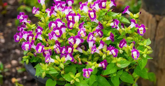 Куст торении довольно компактный, плотный, хорошо облиственный, во время цветения покрывается ассиметричными нежными цветками