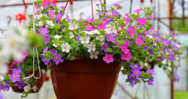 Плотные ниспадающие побеги бакопы тоже неплохо смотрятся в кашпо