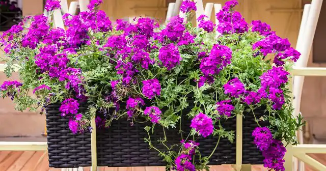 Ниспадающие побеги вербены до самой осени усыпаны яркими, часто двухцветными цветками