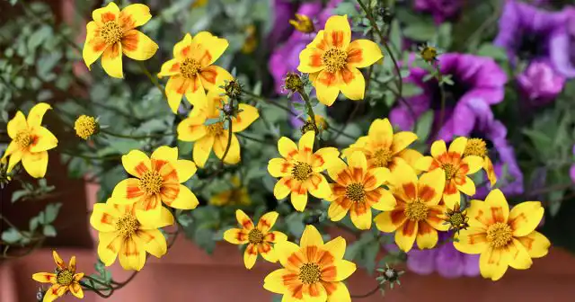 Биденс в горшечной культуре выглядит, как плотный, шарообразный куст (до 60-80 см в диаметре), состоящий из множеств тонких, но прочных побегов