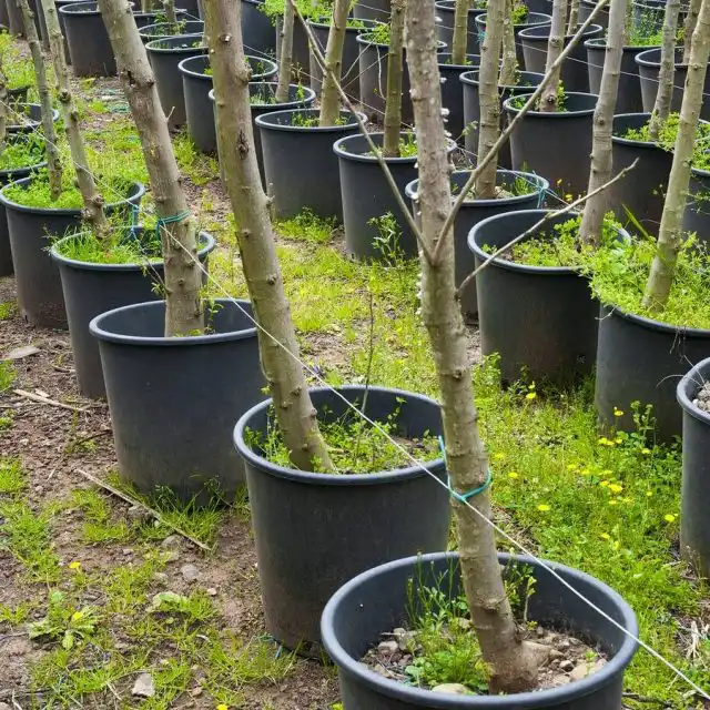 На Кавказе уже несколько лет свирепствует мраморный клоп, портя самый широкий спектр плодов - от мандаринов и орехов до яблок и хурмы