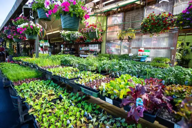 Угрозу для самих растений представляют не столько пестициды, сколько применяемые практически повсеместно фитогормоны для товарного вида