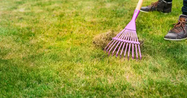 быстро замещает на лужайках и газонах выпавшие по разным причинам злаки