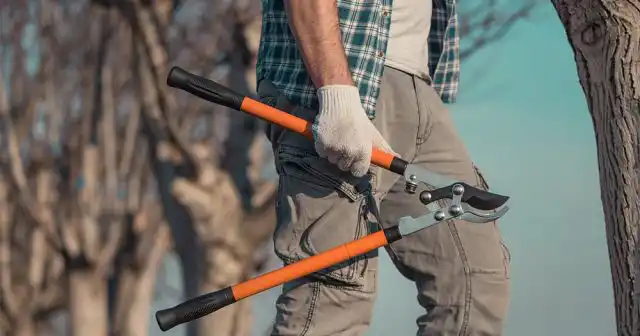 Для обрезки используется ещё и мощный сучкорез – усиленный секатор с длинными ручками
