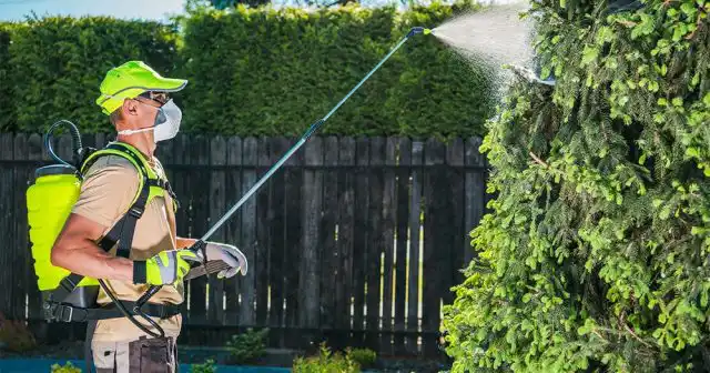 На небольшие деревья или кустарники, особенно препараты наносят обычными ранцевыми опрыскивателями с рычажной или помповой системой накачки