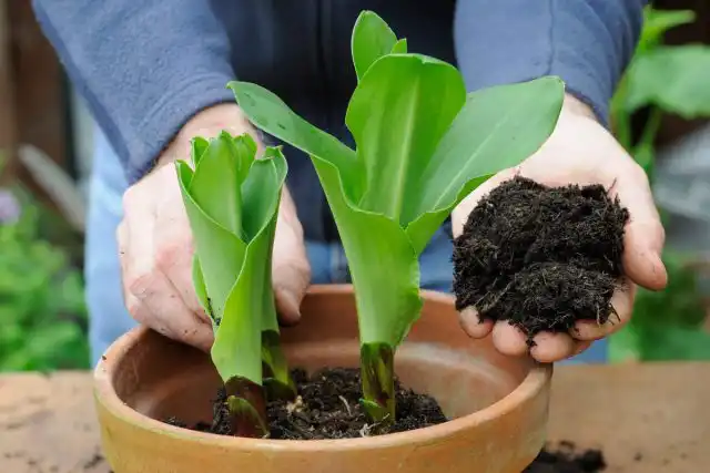 Если у вас короткое лето, или вы хотите получить более ранее цветение эукомиса, то луковицы рекомендуется предварительно проращивать в помещении, посадив их в горшки с середины марта