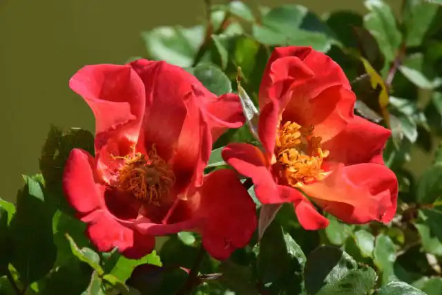 От пустынных предков розам передалась хорошая засухоустойчивость, а также устойчивость к ветрам, жаре и высокой солнечной инсоляции.