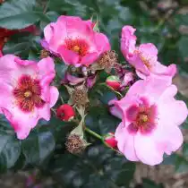 "Пис энд Лав" ('Peace and Love').