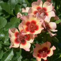 "Фенси Бейбилон Айз" ('Fancy Babylon Eyes').