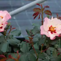 "Алиссар Принцесс оф Фоенисия" ('Alissar Princess of Phoenicia').