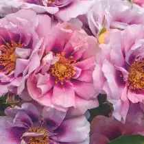 "Изи он зе Айз" ('Easy on the Eyes').