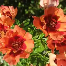 "Флейм Бейбилон Айз" ('Flame Babylon Eyes').