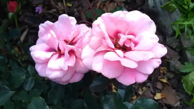 Можно обратить внимание на розовую "Персиан Мистери" ('Persian Mystery') с бордовым основанием лепестков.