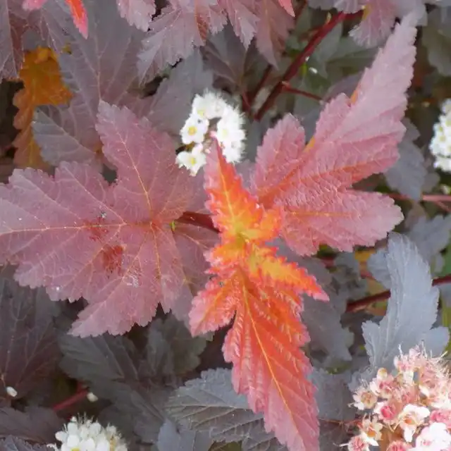 Пузыреплодник калинолистный «Центр Глоу» ('Center Glow')