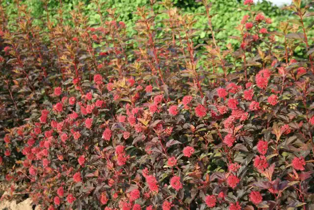 Пузыреплодник калинолистный «Диаболо Д'Ор» ('Diable D’Or')