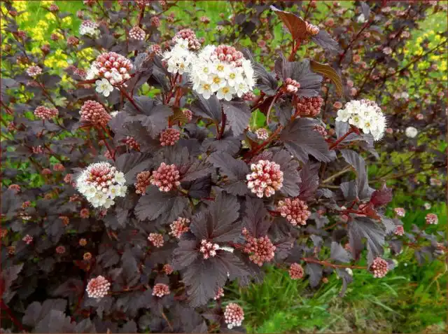 Пузыреплодник калинолистный «Диаболо» ('Diabolo')