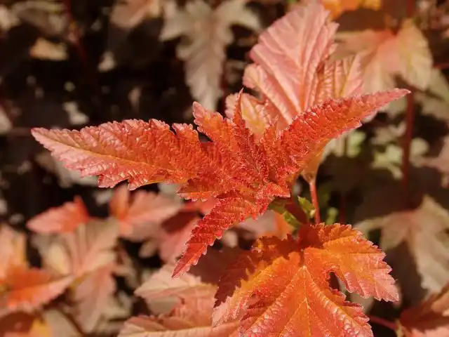 Пузыреплодник калинолистный «Леди ин Ред» ('Lady in Red')