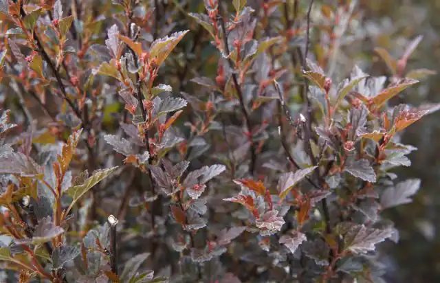 Пузыреплодник калинолистный «Литл Девил» ('Little Devil')